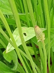Plantago lanceolata