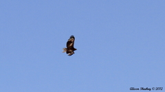 Buteo solitarius
