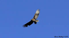 Buteo solitarius