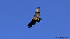 Buteo solitarius