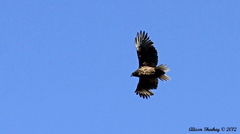 Buteo solitarius