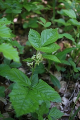 Rubus saxatilis