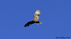 Buteo solitarius