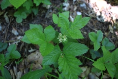 Rubus saxatilis