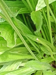 Plantago lanceolata