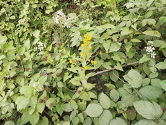 Lysimachia verticillaris