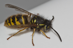 Vespula vulgaris