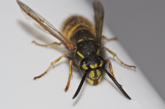 Vespula vulgaris
