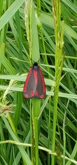 Tyria jacobaeae