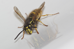 Vespula vulgaris