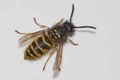 Vespula vulgaris