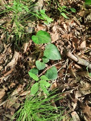 Hedera pastuchovii
