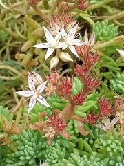 Sedum pallidum