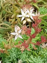 Sedum pallidum
