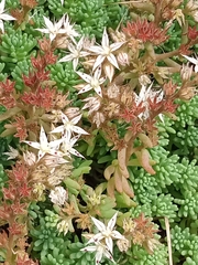 Sedum pallidum