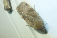 Noctua interposita