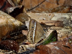 Mycalesis orseis