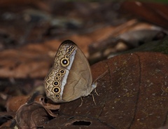 Mycalesis orseis