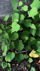 Ampelopsis cordata