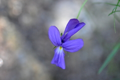 Viola corsica