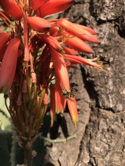 Apis mellifera scutellata