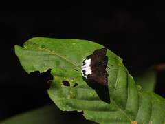 Tagiades ultra