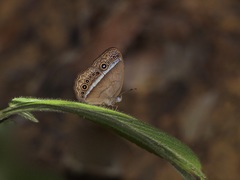 Mycalesis orseis