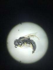 Miscophini