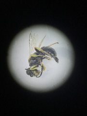 Miscophini