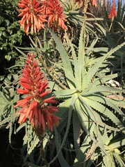 Aloe arborescens