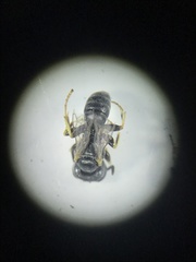 Miscophini