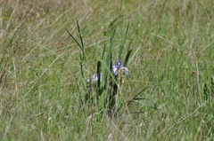 Iris longipetala