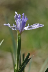 Iris longipetala