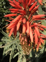 Apis mellifera scutellata