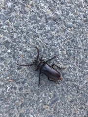 Prionus californicus