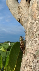 Platylomia bivocalis