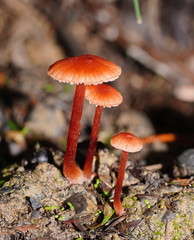 Laccaria canaliculata