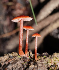 Laccaria canaliculata