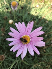 Apis mellifera scutellata