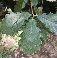 Quercus canariensis