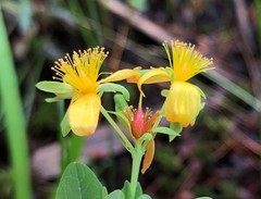 Hypericum ellipticum