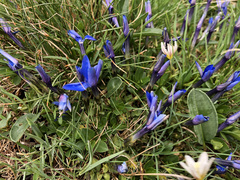 Gentiana brachyphylla brachyphylla