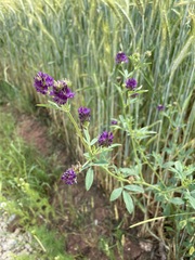 Medicago sativa sativa