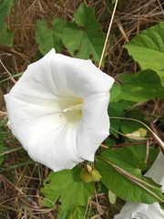 Calystegia silvatica