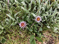 Erigeron alpinus