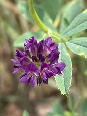 Medicago sativa sativa