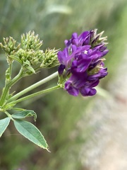 Medicago sativa sativa