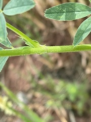 Medicago sativa sativa