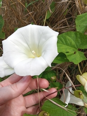 Calystegia silvatica