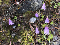 Soldanella pusilla
